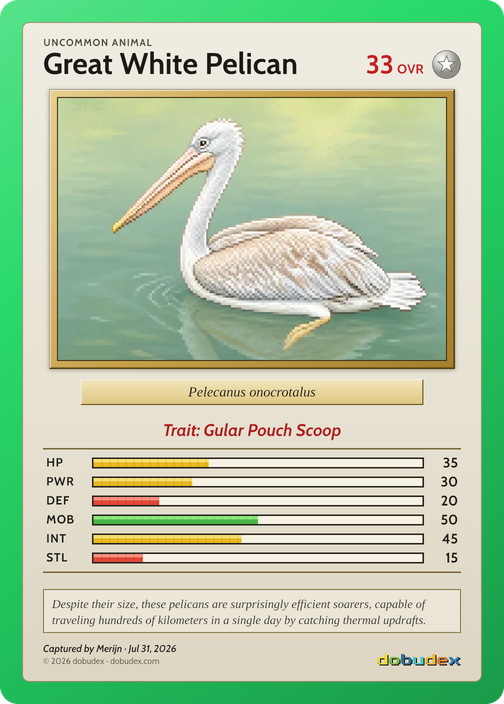 Great White Pelican card from Merijn’s saved scan, dated 31 July 2026