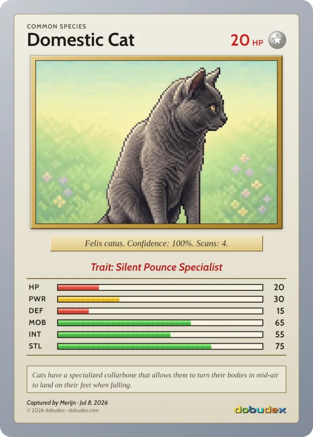 Common card: a grey Domestic Cat sitting in a meadow, in a grey frame