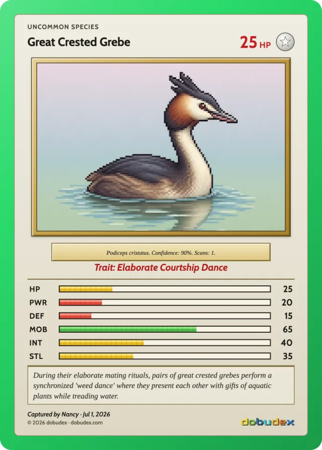 A dobudex card: a pixel-art Great Crested Grebe, Uncommon species, with six stats and the trait Elaborate Courtship Dance