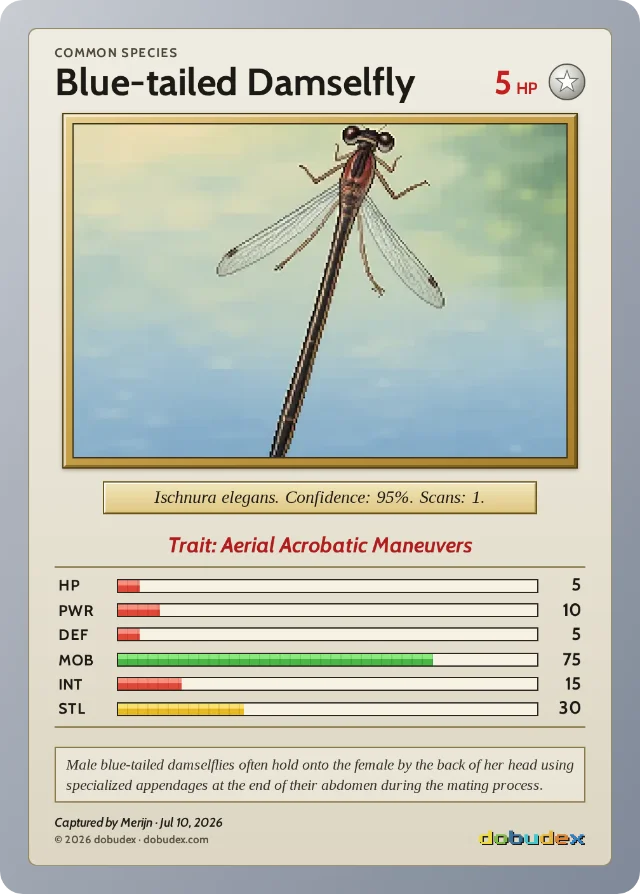 dobudex card: Blue-tailed Damselfly, Common, trait Aerial Acrobatic Maneuvers