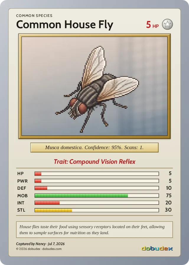 dobudex card: Common House Fly, Common, trait Compound Vision Reflex