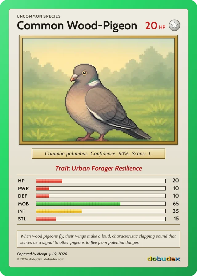 dobudex card: Common Wood-Pigeon, Uncommon, trait Urban Forager Resilience