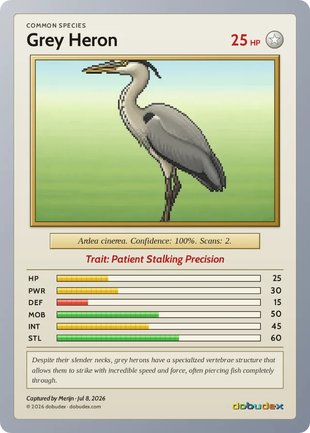 dobudex card: Grey Heron, Common, trait Patient Stalking Precision