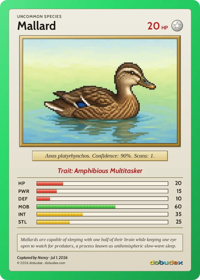 dobudex card: Mallard, Uncommon, trait Amphibious Multitasker