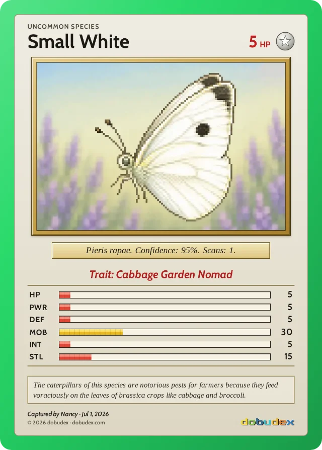 A dobudex card: a pixel-art Small White butterfly, Uncommon species, with the trait Cabbage Garden Nomad