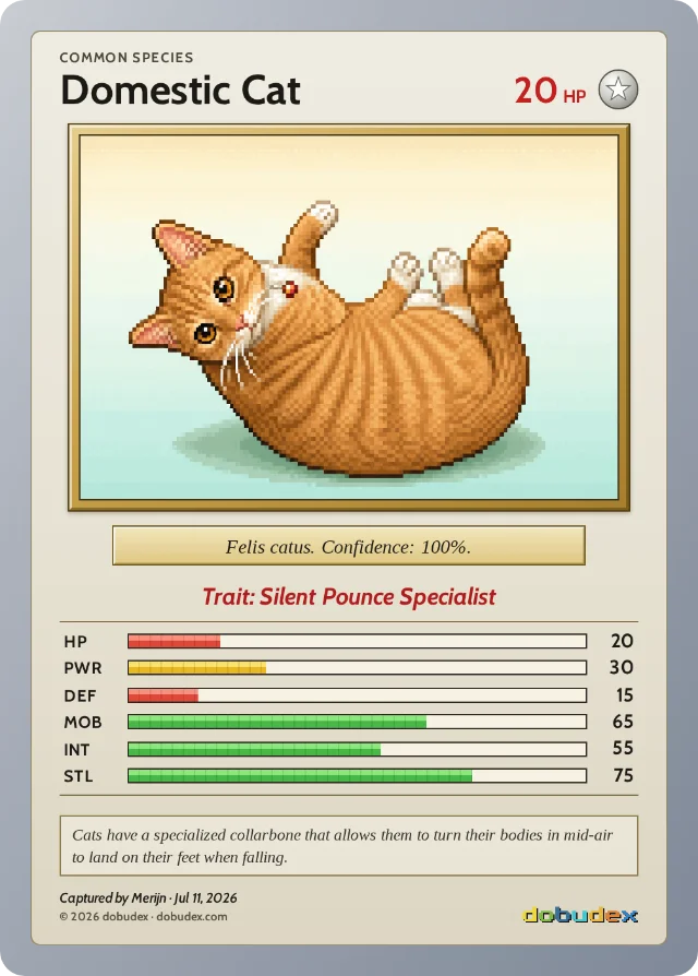 The resulting dobudex card: Domestic Cat, Common, 20 HP, trait Silent Pounce Specialist