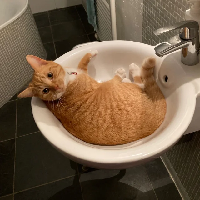 A ginger cat curled up on its back in a bathroom sink, looking up at the camera
