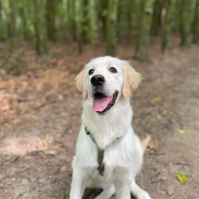 A golden retriever puppy in a harness sitting on a forest path, tongue out
