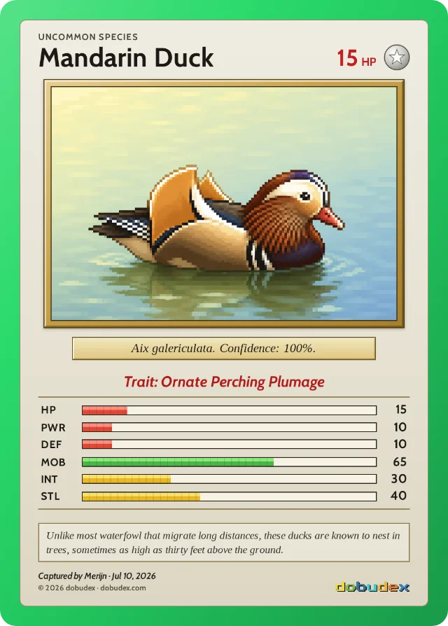 The resulting dobudex card: Mandarin Duck, Uncommon, 15 HP, trait Ornate Perching Plumage