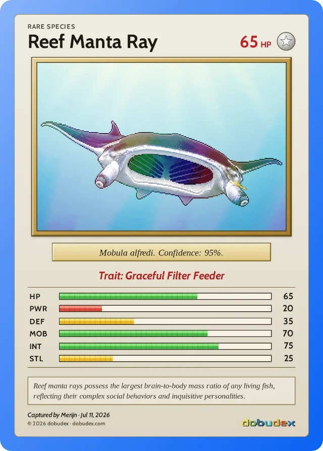 The resulting dobudex card: Reef Manta Ray, Rare, 65 HP, trait Graceful Filter Feeder, with a holographic art window