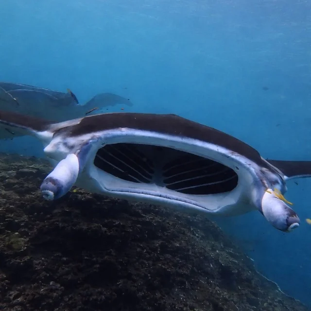 A reef manta ray feeding with its mouth wide open above a coral reef, a second manta behind it